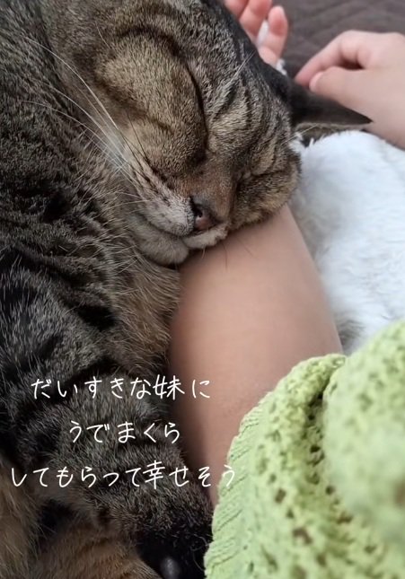 女の子の腕まくらで眠る猫の顔のアップ