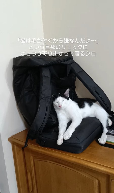 リュックにもたれかかる猫