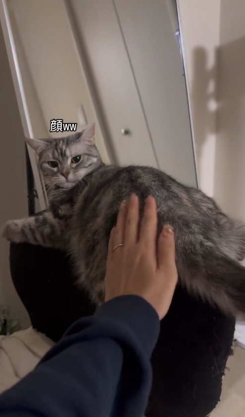 椅子の背もたれの上に乗ってお尻を撫でられている猫