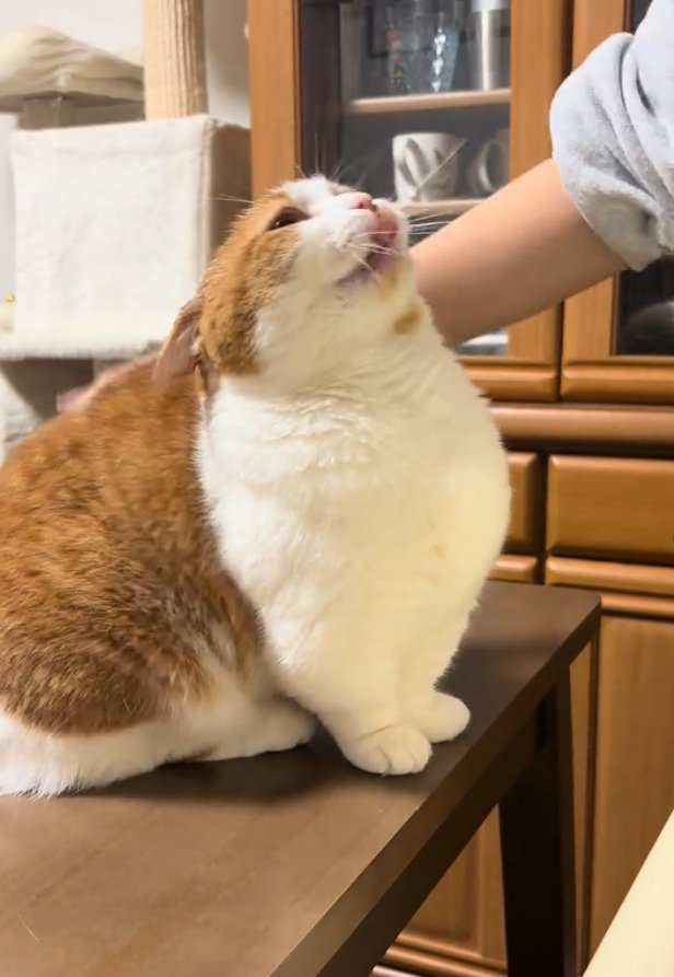 上を向くおみそちゃん