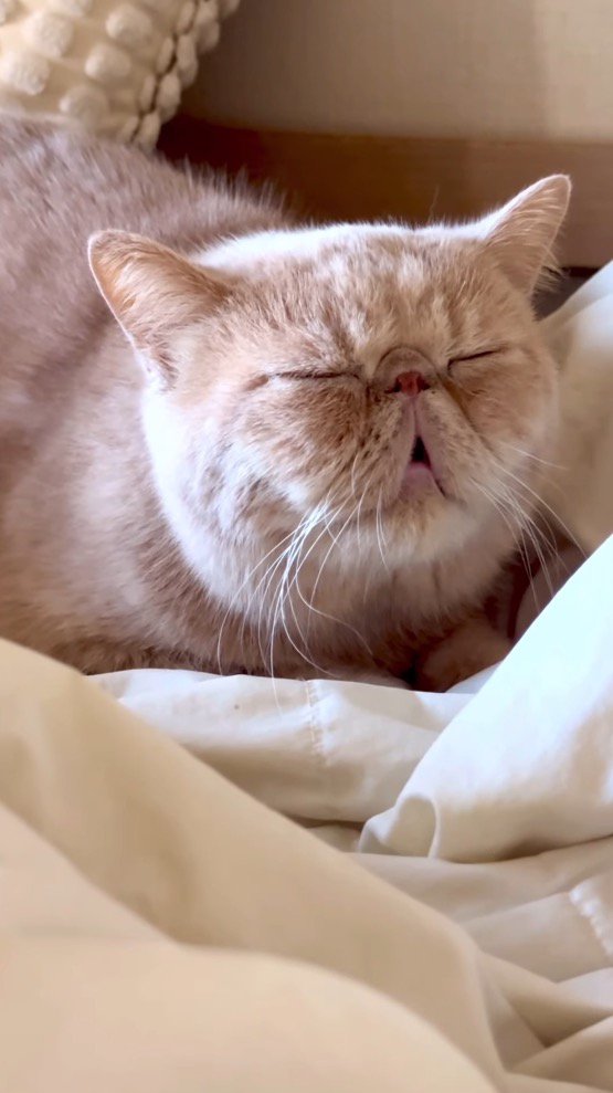 口を開けたまま眠る鼻ぺちゃ猫
