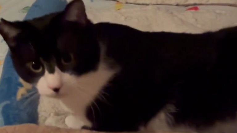 寝転がっている猫