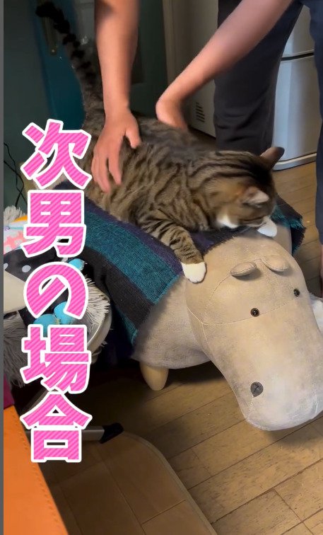 次男さんに触られる猫