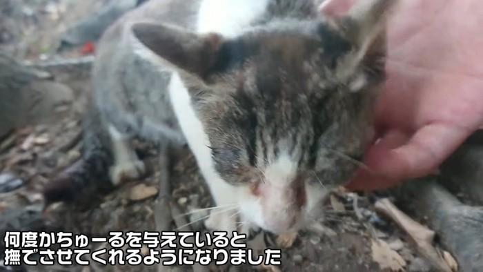 顔をなでられる子猫