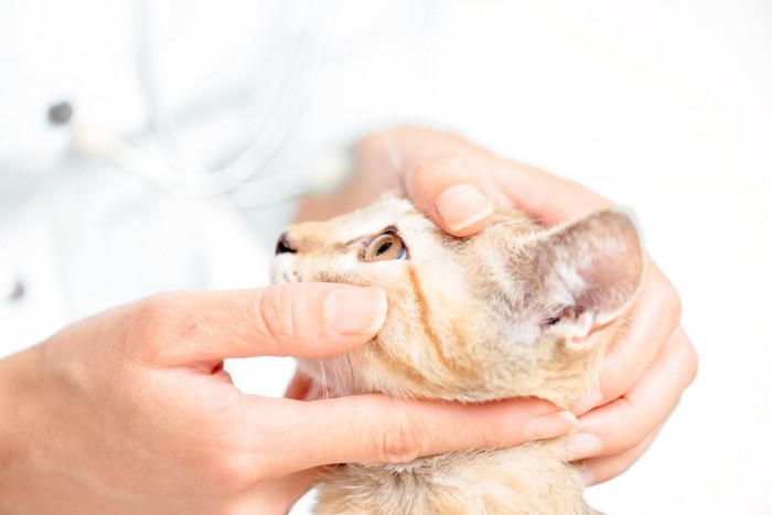 目をチェックされている猫