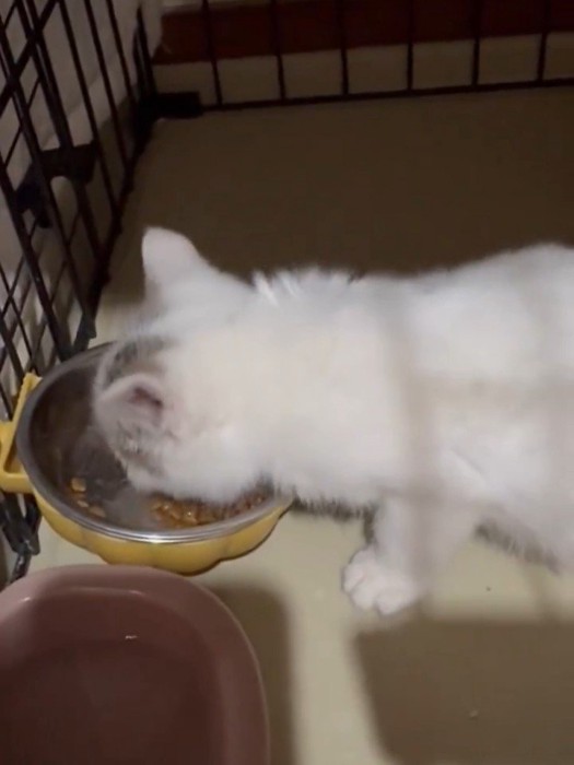 ごはんを食べる子猫