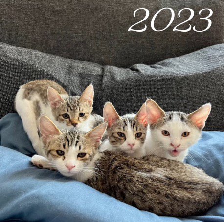 青い布の上に集まってカメラを見つめる4頭の子猫