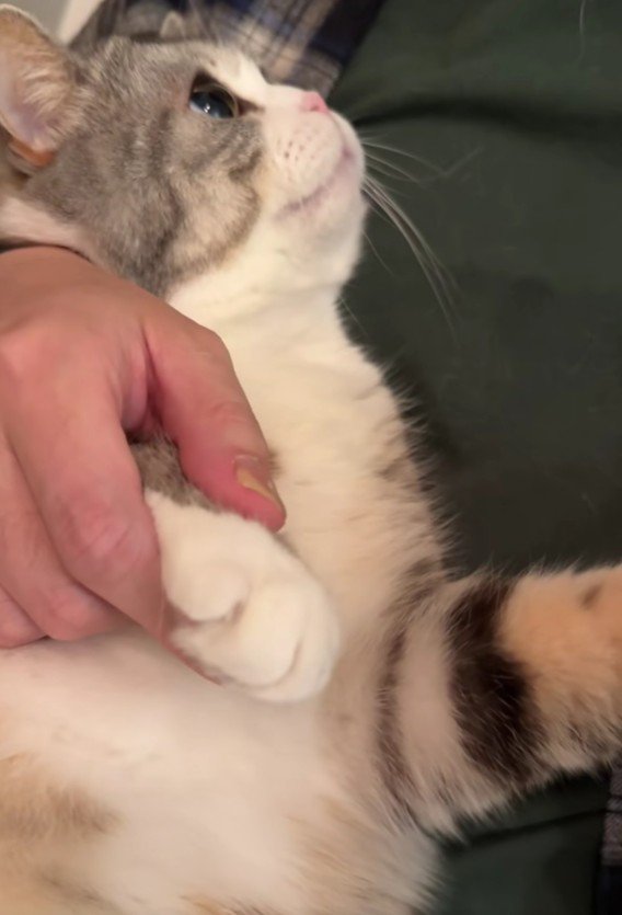 爪を切られる猫