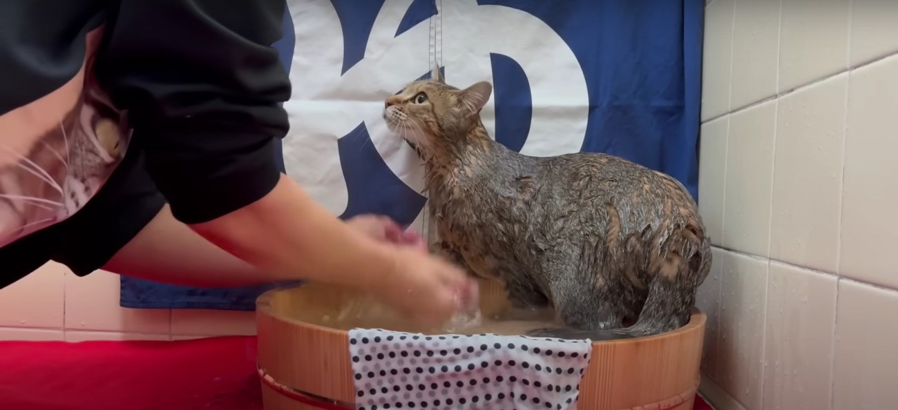 身体を洗われている猫