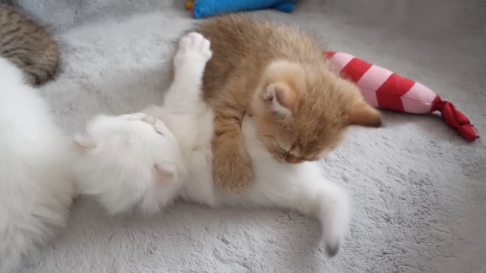 体をよじる子猫