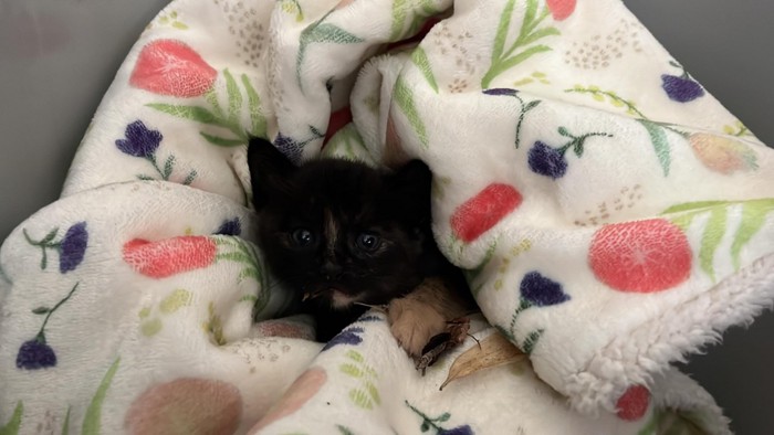 毛布にくるまれた子猫