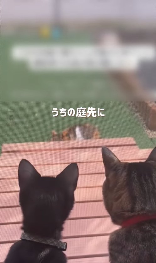 庭にいる猫を網戸越しに見つめる2匹の猫
