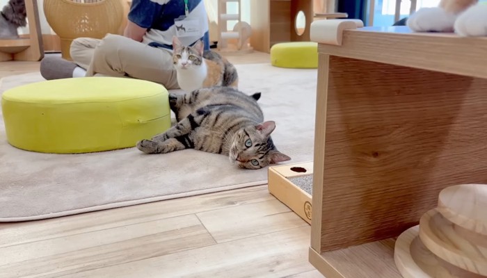 転がるコダマくん