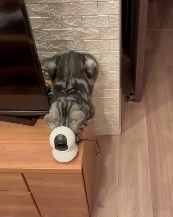 ペットカメラの後ろにいる猫