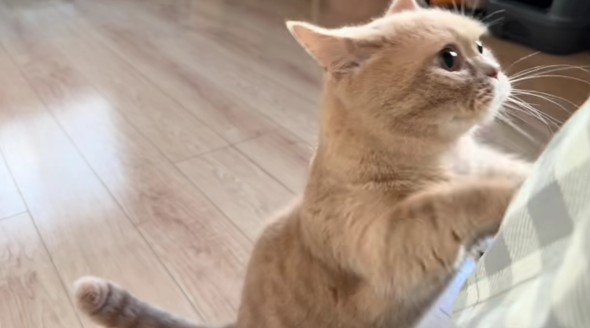 ごはんを催促しているむぎちゃん