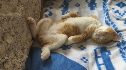 ヘソ天で寝る子猫