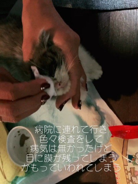 目をふかれる子猫