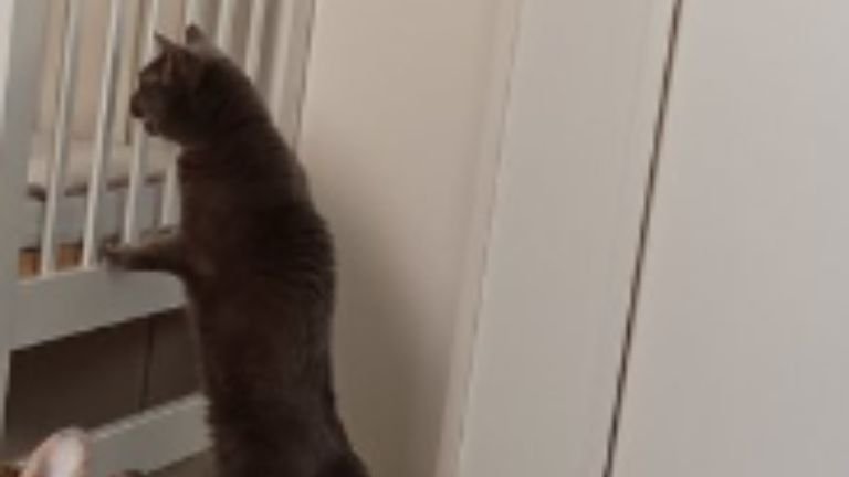 ベビーベッドにいる猫