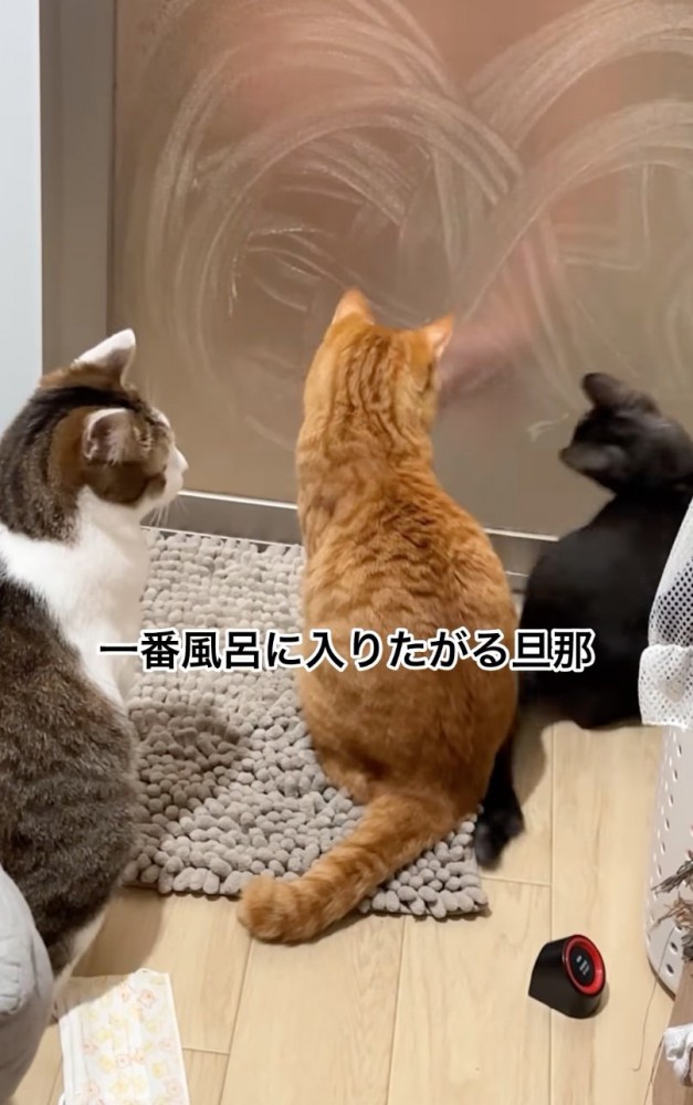 ドア越しに遊んでもらう猫たち