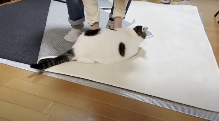 転がされる猫