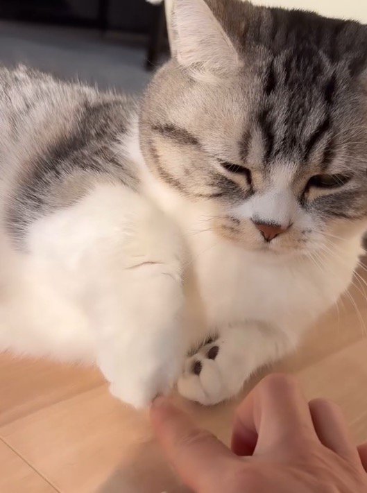 前足をひっこめて女性の指を離す猫