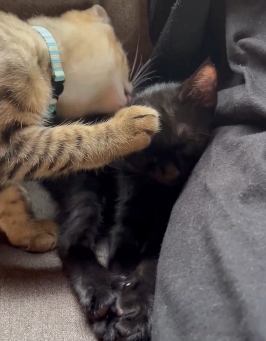 黒猫の頭に前足を乗せる猫