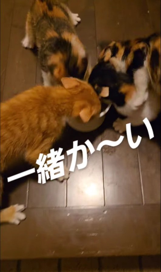 ご飯に飛びかかる4匹の子猫