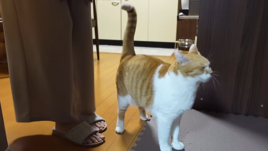 飼い主さんの足元 右を向く猫