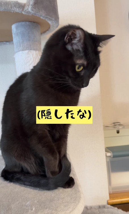 しっぽで爪を隠す黒猫