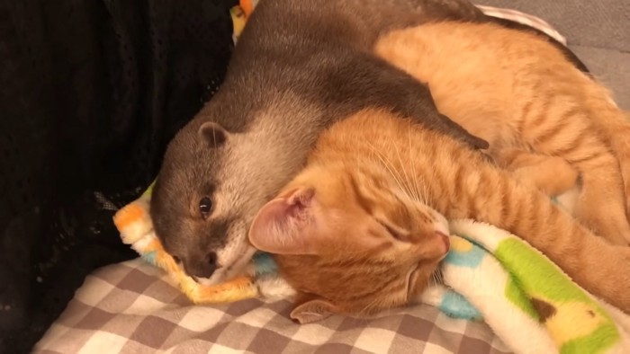 寝ている子猫を抱きしめるカワウソ