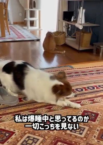 おもちゃで遊ぶ犬