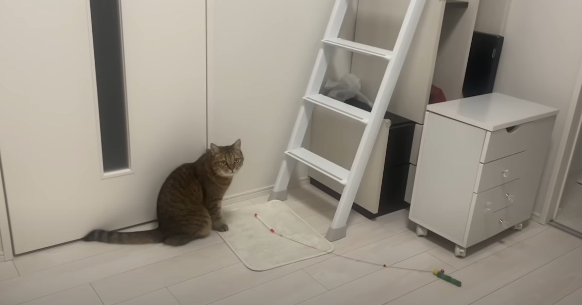 梯子の近くに座る猫