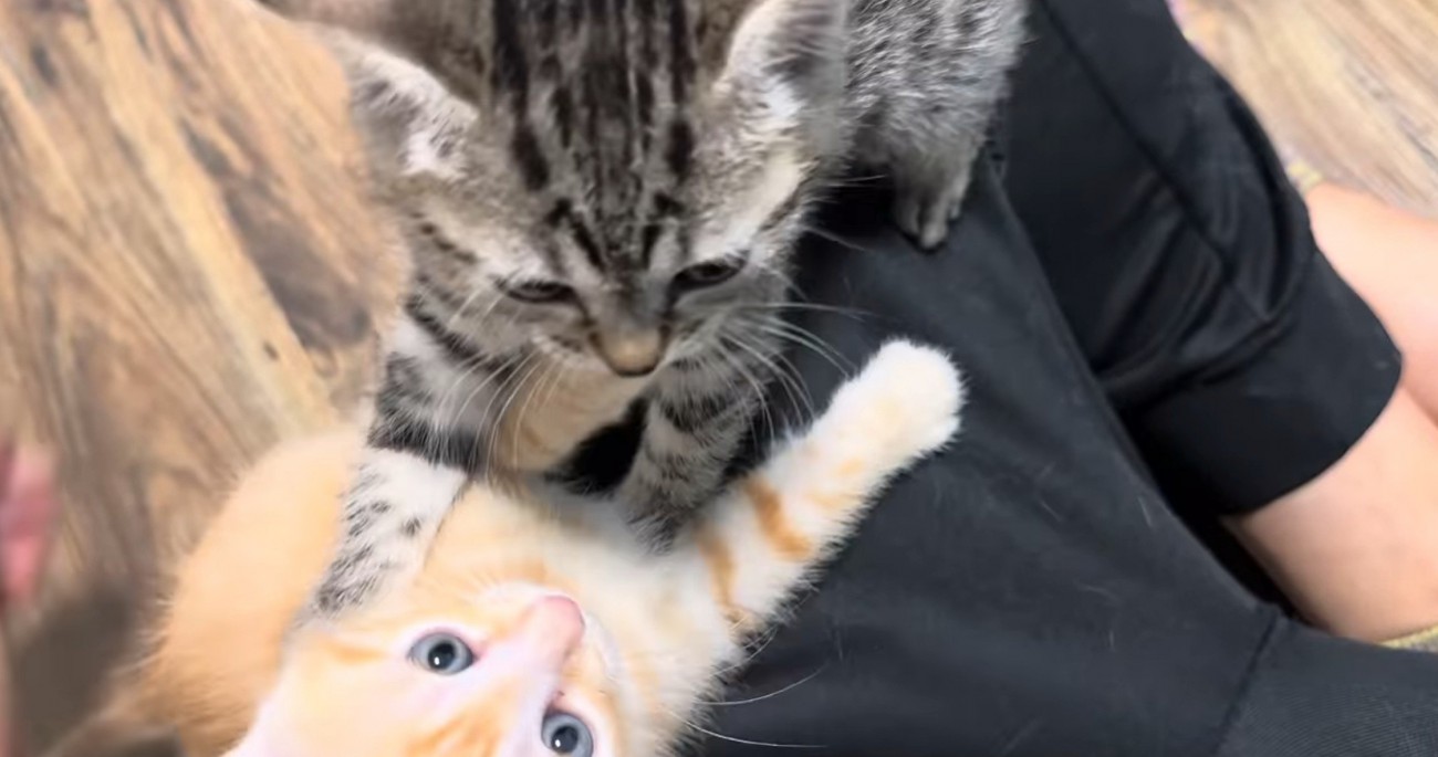 飼い主に群がる猫たち2