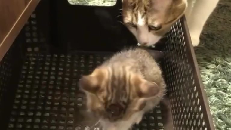 室内にいる子猫と成猫