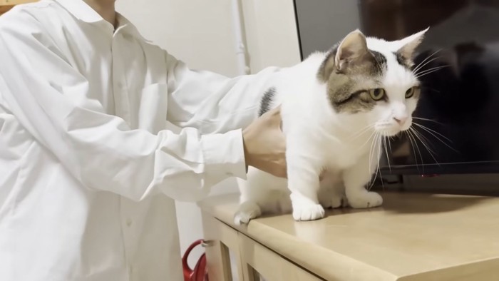 テレビ台に立つ猫ちゃんと猫ちゃんの体に手を添えるお兄さん