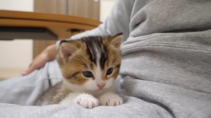 飼い主さんの膝の上にいるニコちゃん