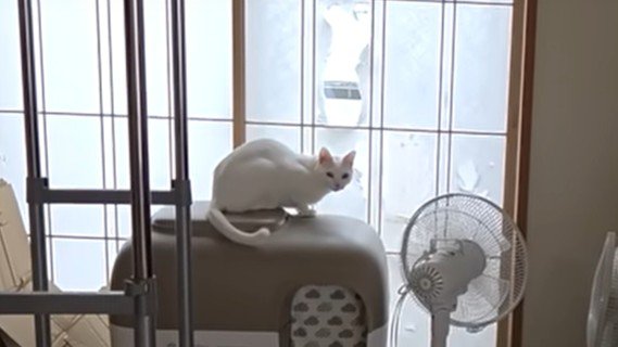 尾を揺らす白猫