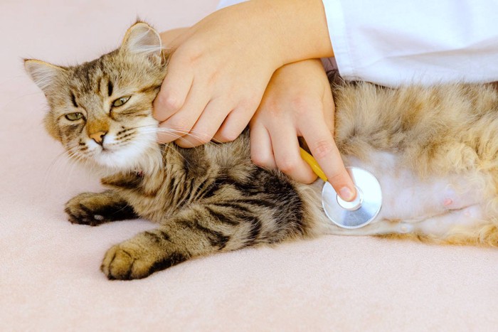 聴診される猫