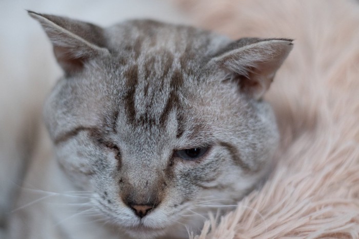 元気のなさそうなシャム猫