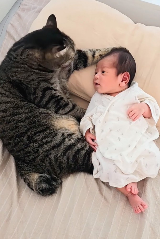 前足を毛繕いする猫