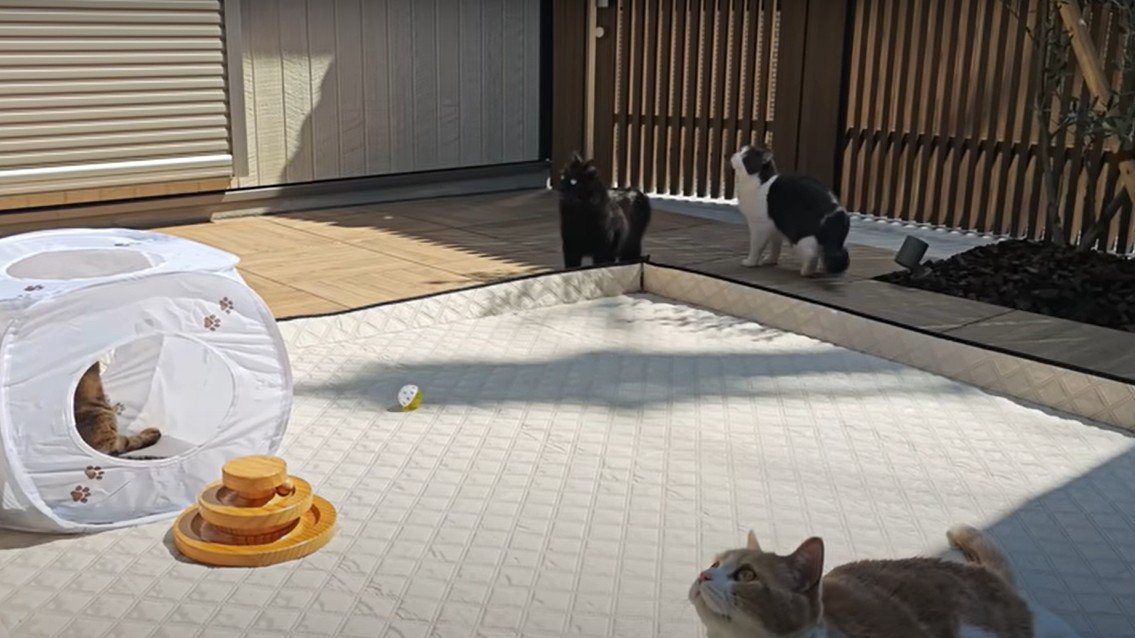 空を見上げる猫