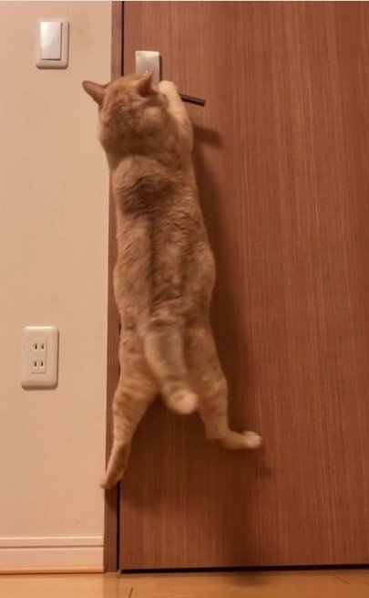 扉を開けている猫