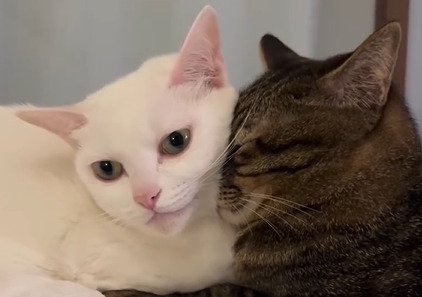 こゆきちゃんに顔をうずめるこむぎくん