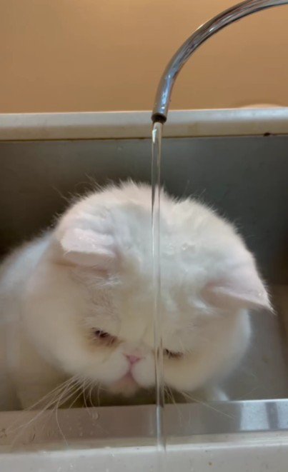 水遊びをする猫