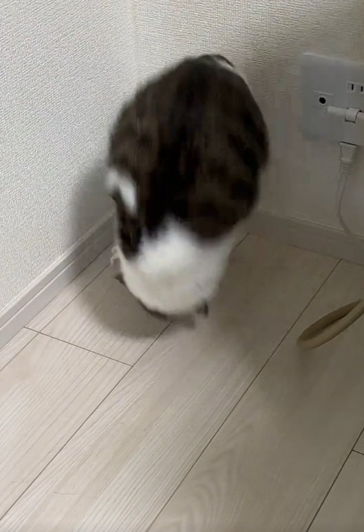 前転する猫