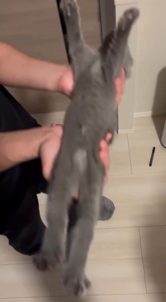 男性に抱き上げられる子猫