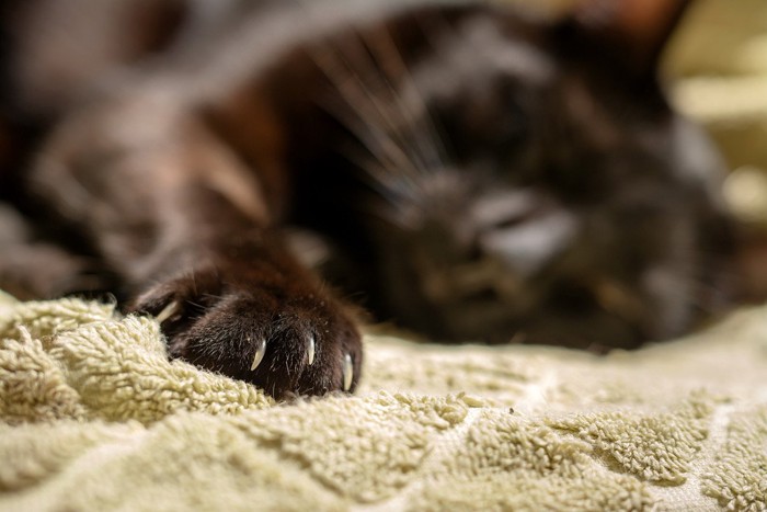 寝ている猫の爪