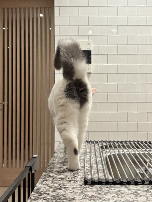 モデル歩きするフクちゃん