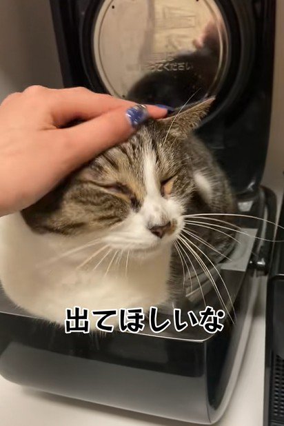 飼い主に撫でられて目を細める猫