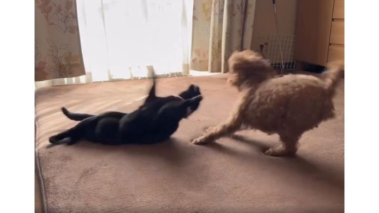 室内にいる猫と犬